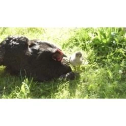 Bio-Ron Bio-Ron Graszaad Mengsel Gevogelte Weide - 1 Kilo