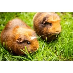 Herbimals Maand Abonnement Herbimals Kruidenbox - Cavia's