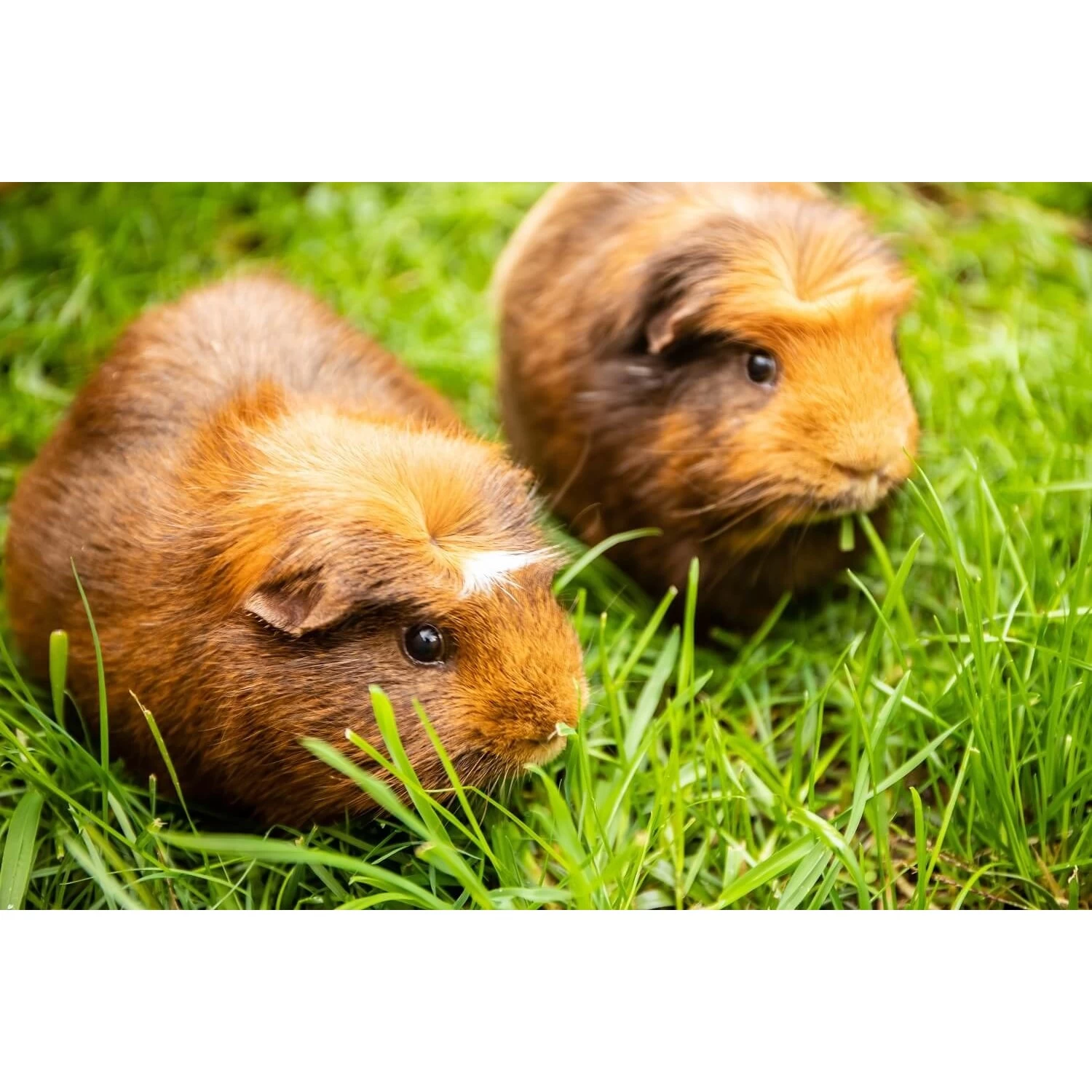 Herbimals Maand Abonnement Herbimals Kruidenbox - Cavia's