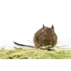 Herbimals Maand Abonnement Herbimals Kruidenbox - Degoes